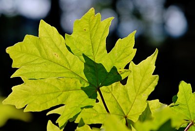 Acer miyabei - javor Miyabeův - list (61)